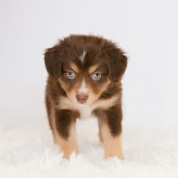 Dachshund and Miniature American Shepherd Puppies from Long Dog Inc.