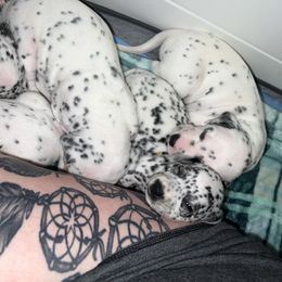 Dalmatian Puppies from Hallmark Dalmatians;