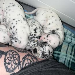 Dalmatian Puppies from Hallmark Dalmatians;
