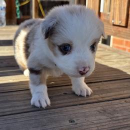 Lina - Red merle female Australian Shepherd puppy in Fontana, California from J.O Family Aussies