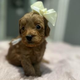 Whitey - Red  female Goldendoodle puppy in Shingle Springs, California from Creamy Retrievers