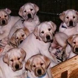 Border Terriers and Labrador Retrievers from Winterwind Labradors and Border Terriers