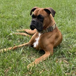 Ty - Boxer
