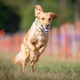 Scarlette - Golden Retriever