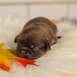 French Bulldog and Pekingese Puppies from SFLK