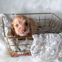 Bodie - Cream male Dachshund puppy in New Albany, Mississippi from Double A. Doxies