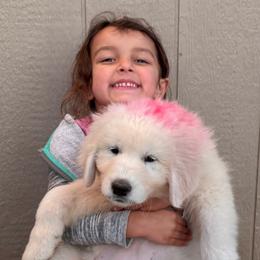Pink Girl - White female Maremma Sheepdog puppy in Kings County, California from Prancing Pony Farm Maremma Sheepdogs