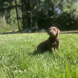 Labrador Retriever Puppies from Knotty Creek Labradors