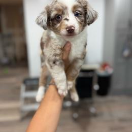 Pink lady - Red merle female Miniature Australian Shepherd puppy in Clarkesville, Georgia from North Georgia Gems