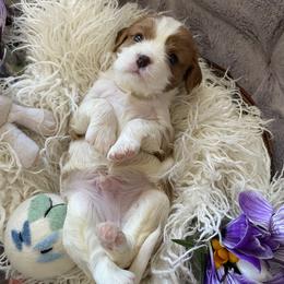 Cavalier King Charles Spaniel Puppies from Heart of a Cavalier