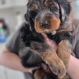 Fudge - Merle male Bernedoodle puppy in Mc Gaheysville, Virginia from Doting Doodles