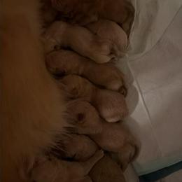Male 1st pick - Golden male Golden Retriever puppy in Clay Center, Nebraska from Storm Chasers- Golden Retrievers & Basset Hounds