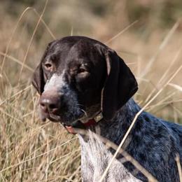 Secret - German Shorthaired Pointer