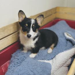 American Corgi, Pembroke Welsh Corgi, and Yorkshire Terrier Puppies from Ingram's Corgis & Yorkies