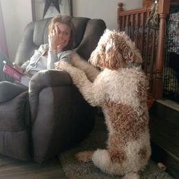 Goldendoodle Puppies from Goldhaly Peach Doodles