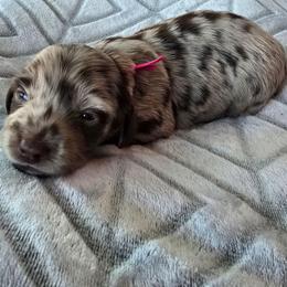 Toffee - Dapple female Dachshund puppy in Tucson, Arizona from Joplin's Hippo House