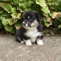 Pembroke Welsh Corgi Puppies from A&A’s Adorable Corgis