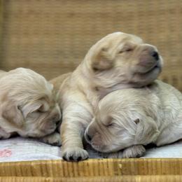 Girl 3 - Golden female Golden Retriever puppy in Tonasket, Washington from Denzil’s Goldens