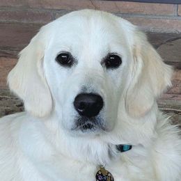 Golden Retrievers from Danehy Goldens