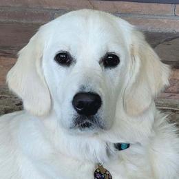 Golden Retrievers from Danehy Goldens