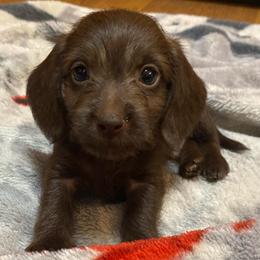 Buddy - Chocolate male Dachshund puppy in Portsmouth, Ohio from Tygart Creek Dachshunds