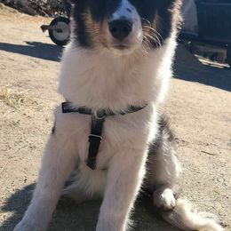 Shetland Sheepdogs from C & N Shelties