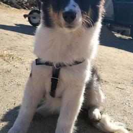 Shetland Sheepdogs from C & N Shelties