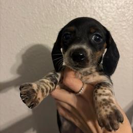 Spotty - Piebald female Dachshund puppy in Conroe, Texas from R&M Dachshunds