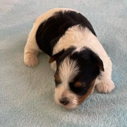 Kane 2650 - Black tan and white male Biewer Terrier puppy in Douglas, Georgia from Heartland small breeds
