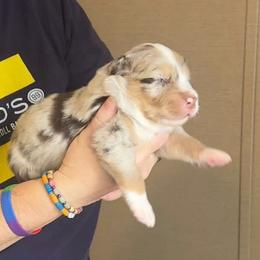 Bud - Red merle male Australian Shepherd puppy in Williston, Florida from Over The Rainbow Aussies