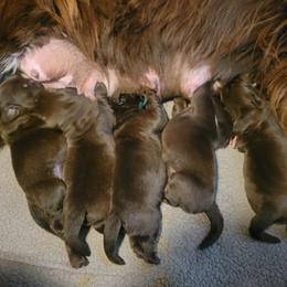 Newfoundland puppies from Bydand Newfoundlands & Whimsical Havanese