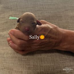 Sally - Apricot female Assorted Doodle Crosses puppy in Yuba City, California from Lucky Day Doodles