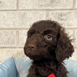 Boy 2 - male Poodle puppy in Snow Camp, North Carolina from Diamond D Poodles LLC