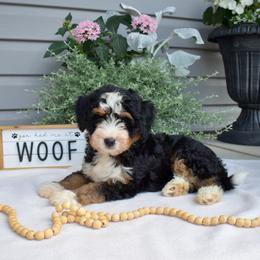 Fern - Tri-color female Bernedoodle puppy in Honey Brook, Pennsylvania from Green Ridge Puppies