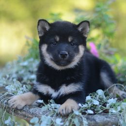 Shiori Black and Tan Girl - Black and tan female Shiba Inu puppy in Neosho, Missouri from Sunny Terrace Shibas