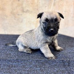 Penny - Cream female Cairn Terrier puppy in Mountain Grove, Missouri from CreekTop