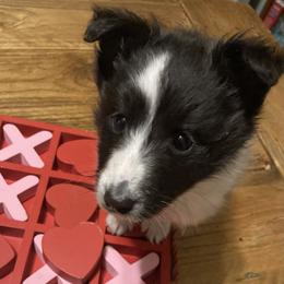 Stripe - Black and white male Shetland Sheepdog puppy in Commiskey, Indiana from Windy Haven Farm