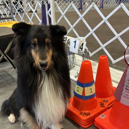 Bitty - Shetland Sheepdog