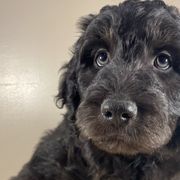 Chocolate Chip - Black Bordoodle puppy in Lake Benton, Minnesota from Breezy Ridge Bordoodles