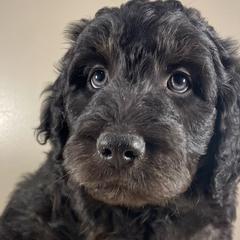 Chocolate Chip - Black Bordoodle puppy in Lake Benton, Minnesota from Breezy Ridge Bordoodles