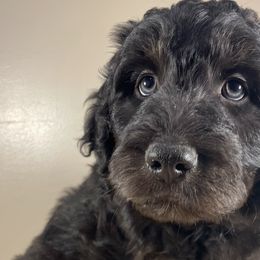 Chocolate Chip - Black Bordoodle puppy in Lake Benton, Minnesota from Breezy Ridge Bordoodles