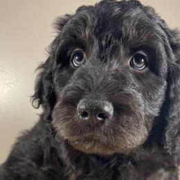 Chocolate Chip - Black Bordoodle puppy in Lake Benton, Minnesota from Breezy Ridge Bordoodles