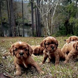 Cavalier King Charles Spaniel Puppies from Sweet Southern Cavaliers and Frenchies