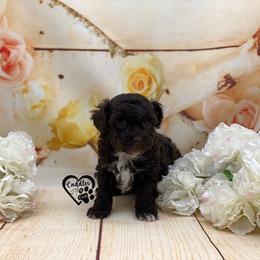 Poodle Puppies from Cuddles n Curls