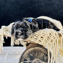 Blue boy - Black and white male Cavalier King Charles Spaniel puppy in Waukesha, Wisconsin from Midwest Cavapoos