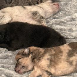 Pomeranians from Precious Poms