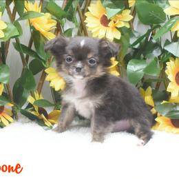 Boone - Black and tan male Chihuahua puppy in Demorest, Georgia from Sourpatch Chihuahuas