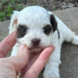 Sassy - Parti female Maltipoo puppy in Oakland, Kentucky from Imperial Dogs