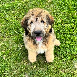 Patch - Tri-color female Bernedoodle puppy in Lowell, Arkansas from Sunny Sky Doodles