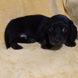 Girl 1 - Brindle female Dachshund puppy in Snow Camp, North Carolina from V's Southern Angels